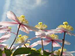 Clematis - eine der Bachblüten Clematis - eine der Bachblüten